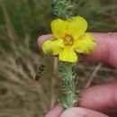 Verbascum thapsus L.Verbascum thapsus L.