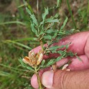Genista tridentata L. subsp. cantabrica (Spach) NymanGenista tridentata L. subsp. cantabrica (Spach) Nyman