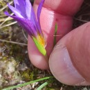 Romulea bulbocodium (L.) Sebast. & MauriRomulea bulbocodium (L.) Sebast. & Mauri