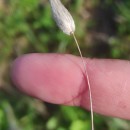 Lagurus ovatus L.Lagurus ovatus L.