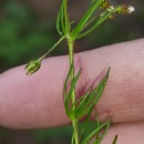 Spergula arvensis L.Spergula arvensis L.