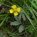 Potentilla erecta (L.) Raeusch.Potentilla erecta (L.) Raeusch.