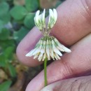 Trifolium repens L.Trifolium repens L.