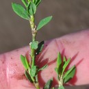 Polygonum arenastrum BoreauPolygonum arenastrum Boreau
