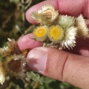 Helichrysum foetidum (L.) Cass.Helichrysum foetidum (L.) Cass.