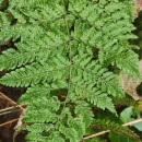 Dryopteris aemula (Aiton) KuntzeDryopteris aemula (Aiton) Kuntze