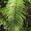 Dryopteris affinis - Grupo (Lowe) Fraser-JenkinsDryopteris affinis - Grupo (Lowe) Fraser-Jenkins