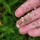 Galium palustre L.Galium palustre L.