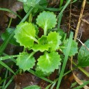 Saxifraga spathularis Brot.Saxifraga spathularis Brot.