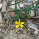 Hypericum linariifolium VahlHypericum linariifolium Vahl