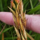 Narthecium ossifragum (L.) Huds.Narthecium ossifragum (L.) Huds.