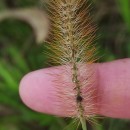 Setaria pumila (Poir.) Schult.Setaria pumila (Poir.) Schult.