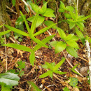 Polygonatum verticillatum (L.) All.Polygonatum verticillatum (L.) All.