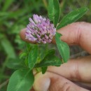 Trifolium pratense L.Trifolium pratense L.
