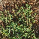 Polygonum arenastrum BoreauPolygonum arenastrum Boreau