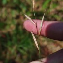 Brachypodium pinnatum (L.) Beauv.Brachypodium pinnatum (L.) Beauv.