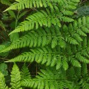 Dryopteris dilatata (Hoffm.) A. GrayDryopteris dilatata (Hoffm.) A. Gray