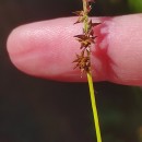 Carex echinata MurrayCarex echinata Murray