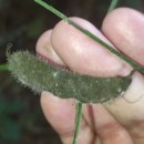 Cytisus scoparius (L.) LinkCytisus scoparius (L.) Link