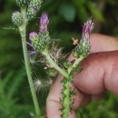 Cirsium palustre (L.) Coss. ex Scop.Cirsium palustre (L.) Coss. ex Scop.