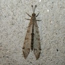 Distoleon tetragrammicus (Fabricius, 1798)Distoleon tetragrammicus (Fabricius, 1798)