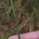 Juncus effusus L.Juncus effusus L.