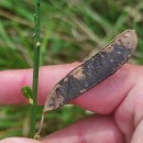 Cytisus scoparius (L.) LinkCytisus scoparius (L.) Link