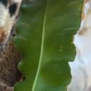Asplenium scolopendrium L.Asplenium scolopendrium L.