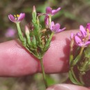 Centaurium erythraea  RafnCentaurium erythraea  Rafn