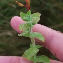 Hypericum elodes L.Hypericum elodes L.