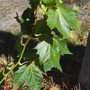 Platanus x acerifolia (Aiton) Willd.Platanus x acerifolia (Aiton) Willd.