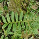 Polypodium interjectum ShivasPolypodium interjectum Shivas
