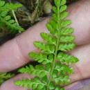 Asplenium obovatum Viv. subsp. billotii (F.W.Schultz) O.Bolòs, Vigo, Masalles & NinotAsplenium obovatum Viv. subsp. billotii (F.W.Schultz) O.Bolòs, Vigo, Masalles & Ninot