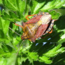 Carpocoris sp. Kolenati, 1846Carpocoris sp. Kolenati, 1846