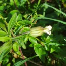 Silene latifolia Poir.Silene latifolia Poir.