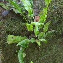 Asplenium scolopendrium L.Asplenium scolopendrium L.