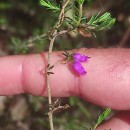 Erica cinerea L.Erica cinerea L.