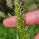 Anthoxanthum amarum Brot.Anthoxanthum amarum Brot.