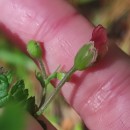 Scrophularia scorodonia L.Scrophularia scorodonia L.
