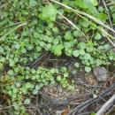 Lysimachia tenella L.Lysimachia tenella L.