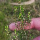 Erica scoparia L.Erica scoparia L.