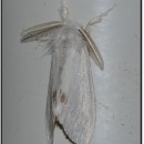 Sphrageidus similis (Fuessly 1775)Sphrageidus similis (Fuessly, 1775)