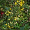 Ulex europaeus L. subsp. europaeusUlex europaeus L. subsp. europaeus