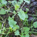 Sonchus oleraceus L.Sonchus oleraceus L.