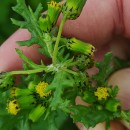 Senecio vulgaris L.Senecio vulgaris L.