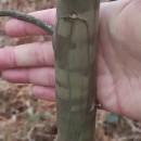 Acacia decurrens (J.C. Wendl.)Acacia decurrens (J.C. Wendl.)