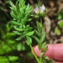 Ornithopus sativus Brot.Ornithopus sativus Brot.