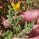 Genista tridentata L. subsp. cantabrica (Spach) NymanGenista tridentata L. subsp. cantabrica (Spach) Nyman