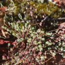 Sedum brevifolium DC.Sedum brevifolium DC.