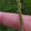 Sporobolus indicus (L.) R. Br.Sporobolus indicus (L.) R. Br.